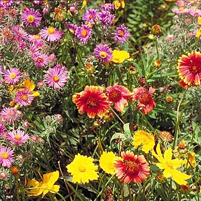 native northeast wildflower seed mix Native Northeast Wildflower Seed Mix