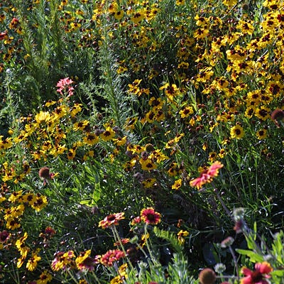 Native West Wildflower Seed Mix