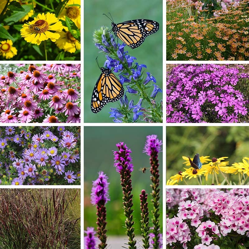 Natural Nectar Native Pre-Planned Garden