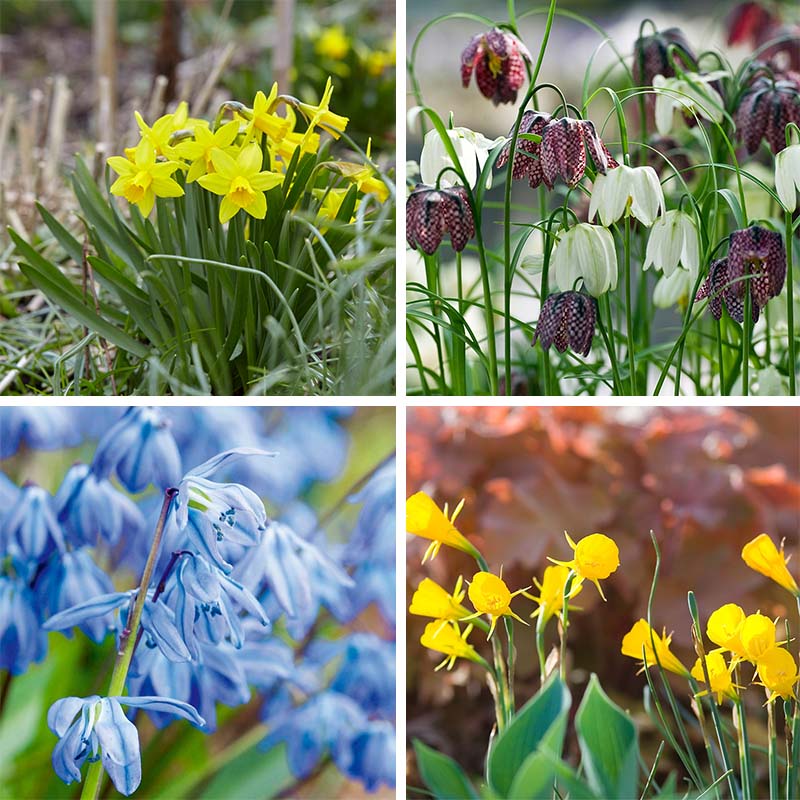 garden bulbs and seeds Naturalizing Fairy Garden Bulb Collection