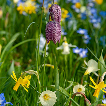 Naturalizing Fairy Garden Bulb Collection