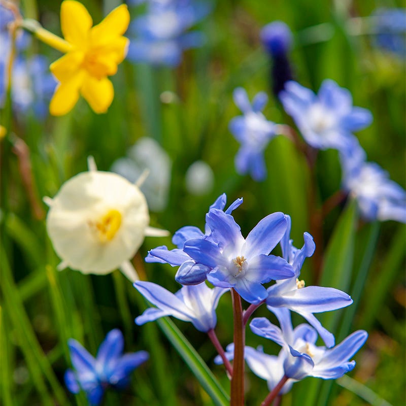 Naturalizing Fairy Garden Bulb Collection