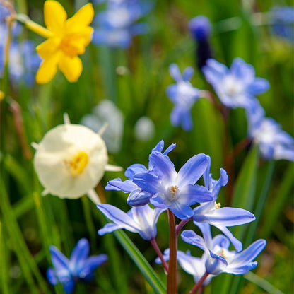 Naturalizing Fairy Garden Bulb Collection