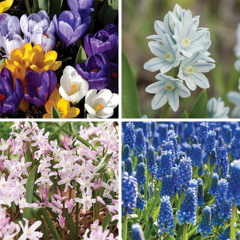 Naturalizing Lawn Bulb Collection| Successional Spring Color Made Easy