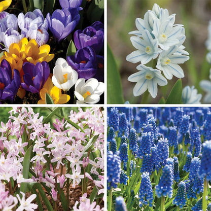 Naturalizing Lawn Bulb Collection
