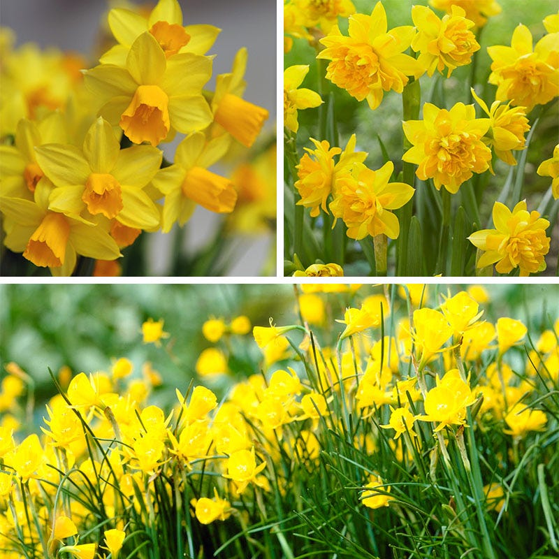 Naturalizing Mini Daffodil Collection