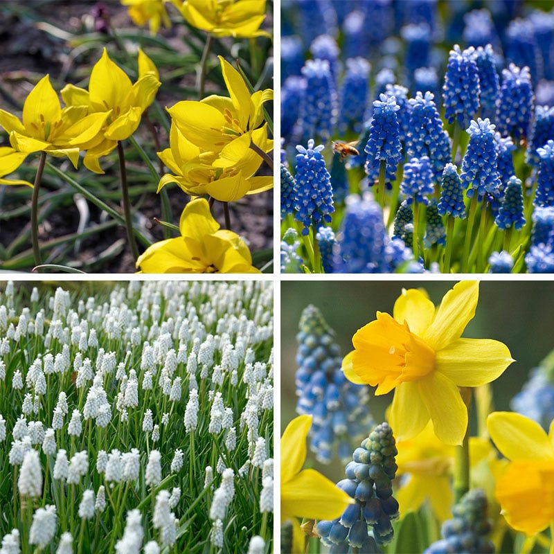 Naturalizing Bulbs Naturalizing Nectar Low-Grow Bulb Collection | American Meadows