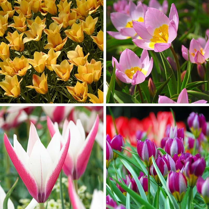 Naturalizing Wild Tulip Bulb Collection