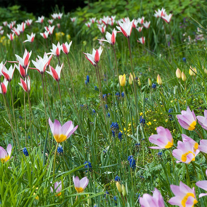 Naturalizing Wild Tulip Bulb Collection