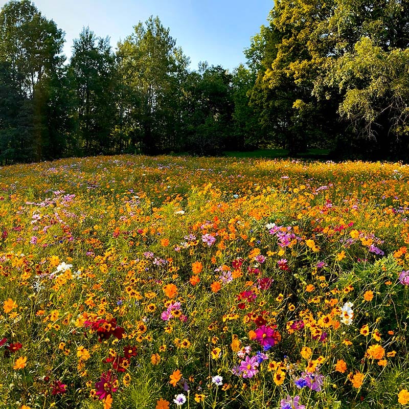 Value Bulk Wildflower Seed Mix