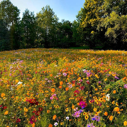 Value Bulk Wildflower Seed Mix
