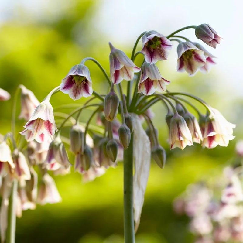 Artful Accents Allium Bulb Collection