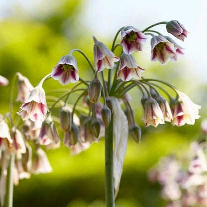Artful Accents Allium Bulb Collection