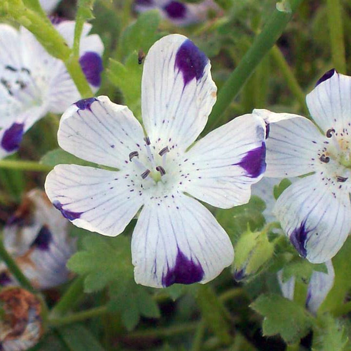 spatika flower seeds Five Spot Seeds | Purple/White