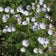 Five Spot Seeds|Purple and White Five Spot Seeds, Nemophila maculata, Five Spot or Buffalo Eyes