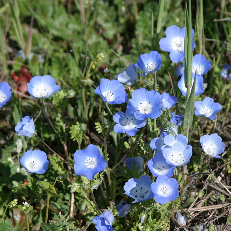 lawn flower seeds Alternative Lawn Wildflower Seed Mix