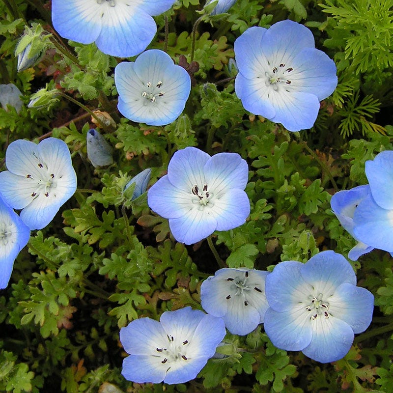 Baby Blue Eyes Seeds