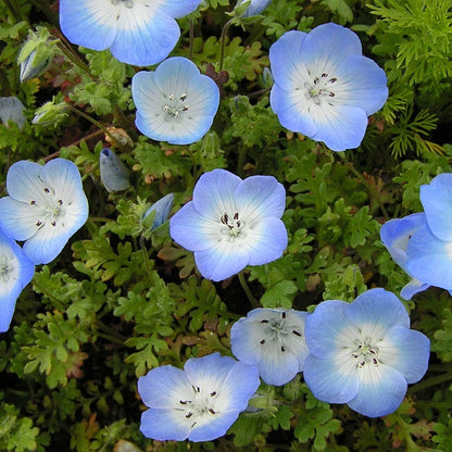 Baby Blue Eyes Seeds