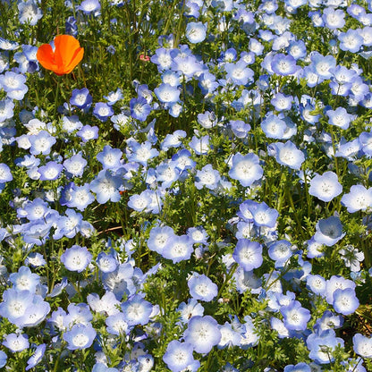 Baby Blue Eyes Seeds