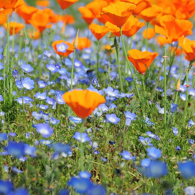 nemophila flower seeds Baby Blue Eyes Seeds