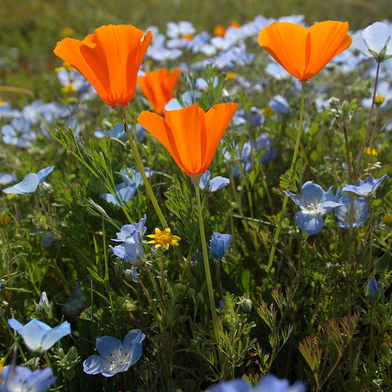 nemophila flower seeds Baby Blue Eyes Seeds