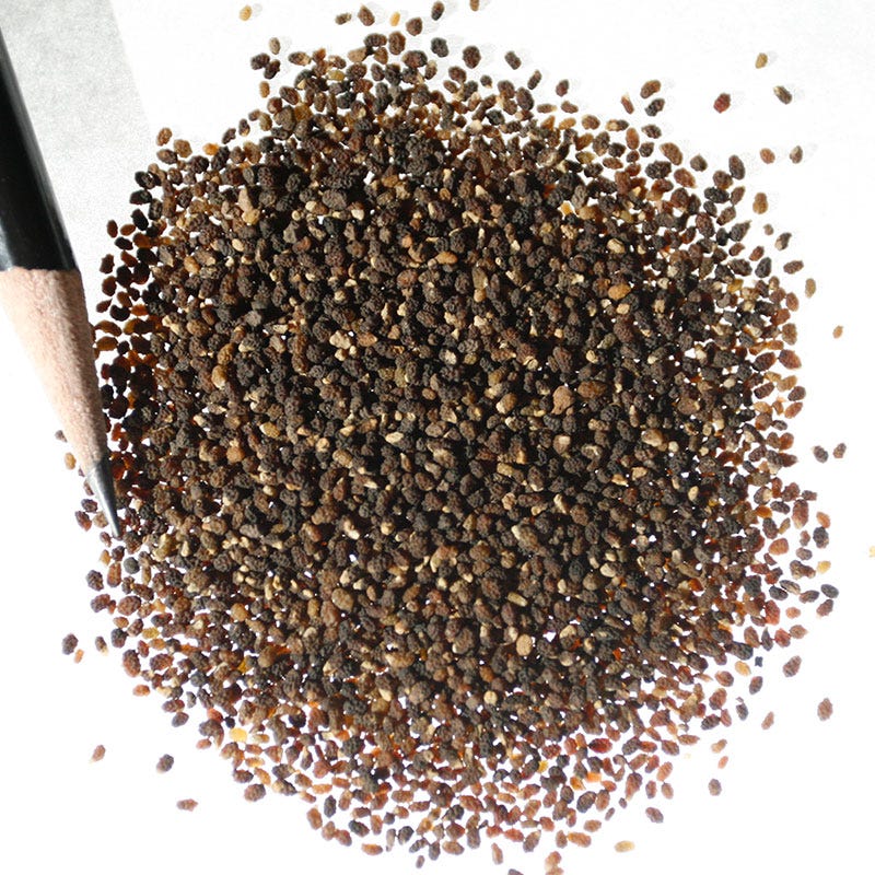 Baby Blue Eyes Seeds