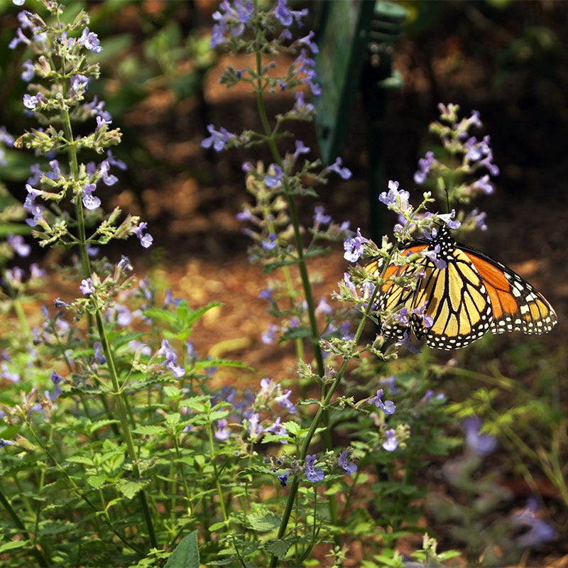 Junior Walker Nepeta