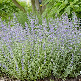 Walker's Low Nepeta, Catmint