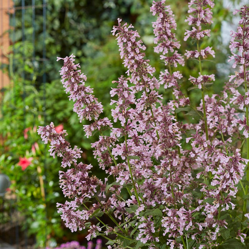 Whispurr™ Pink Nepeta