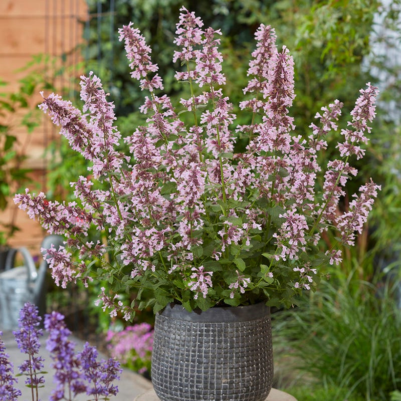 Whispurr™ Pink Nepeta