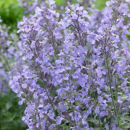 Junior Walker Nepeta