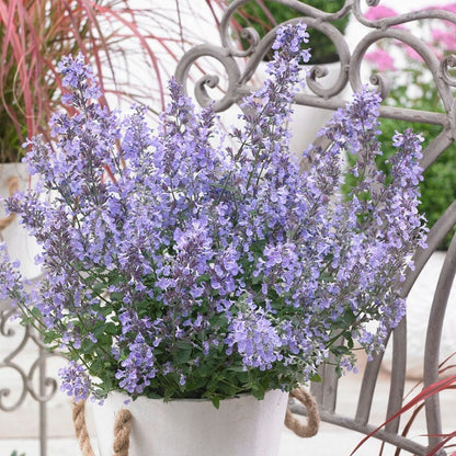 Junior Walker Nepeta