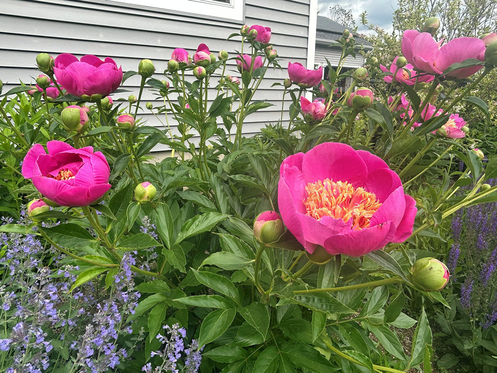 peony Erin's Garden VT