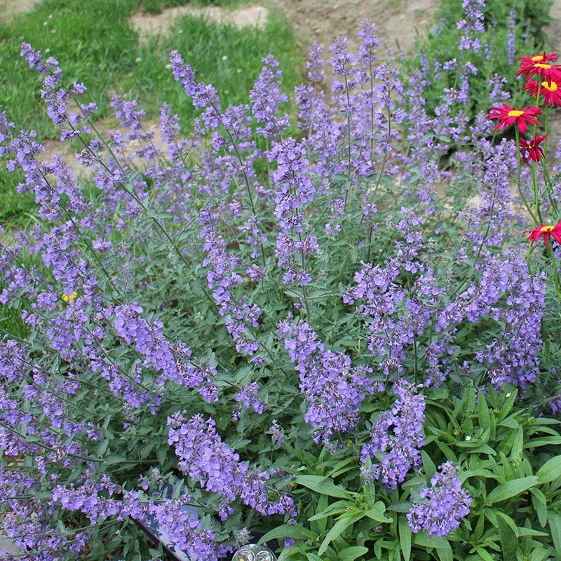 Support Your Pollinators Pre-Planned Garden