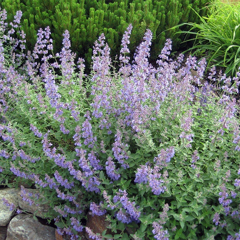Rugged Beauty Curb Appeal Plant Collection