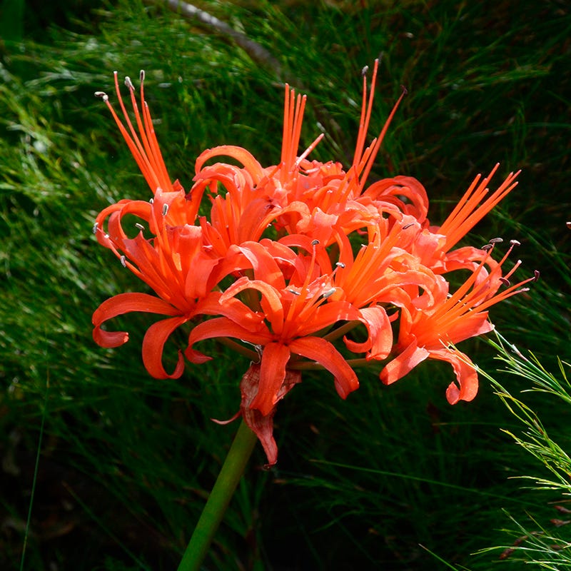 Red Nerine Lily