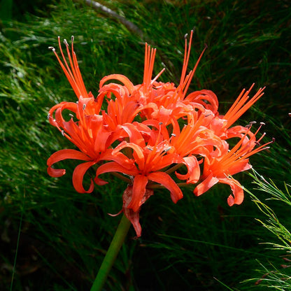 Red Nerine Lily