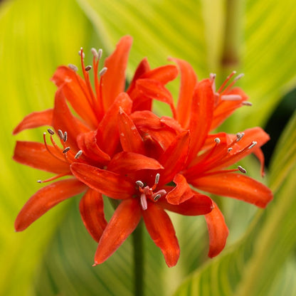 Red Nerine Lily