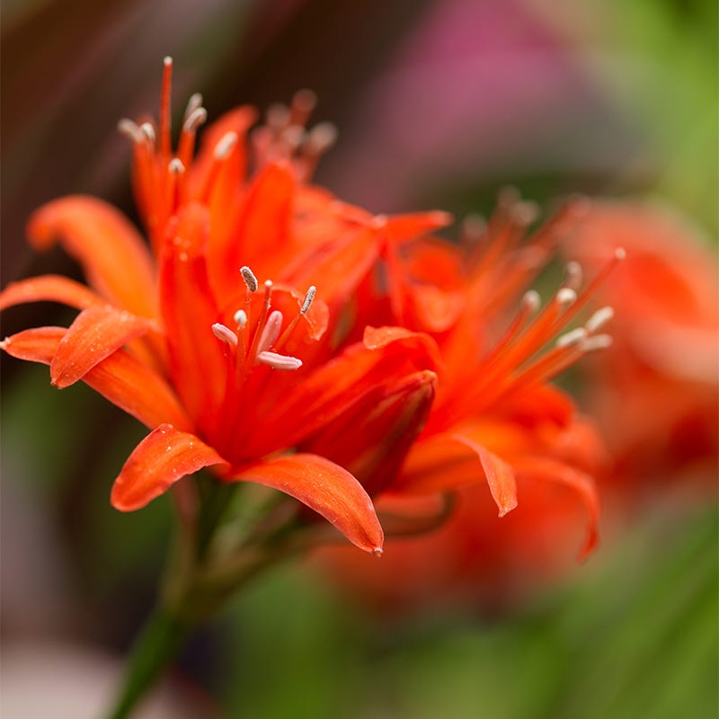 Red Nerine Lily