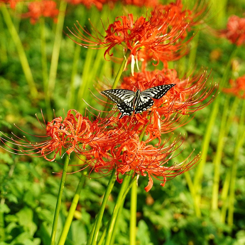 Red Nerine Lily