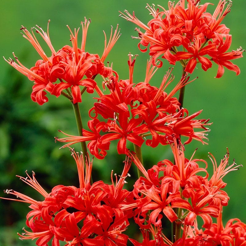 red lily flower pictures Red Nerine Lily