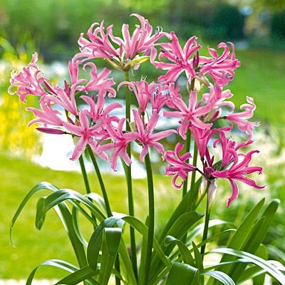 guernsey lily flower Nerine Lily