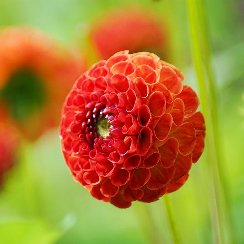 New Baby Ball Dahlia