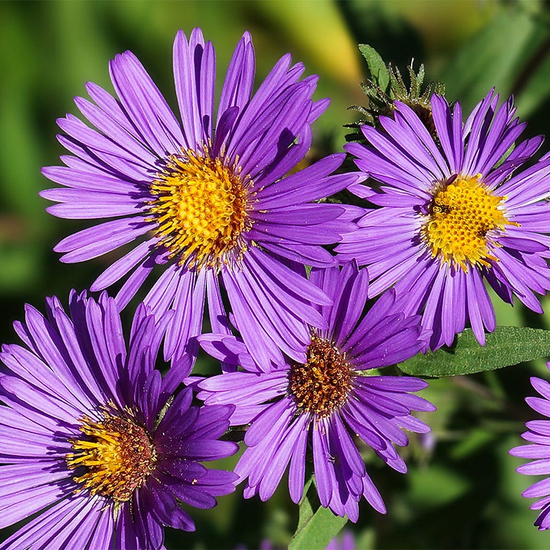 New England Aster Seeds
