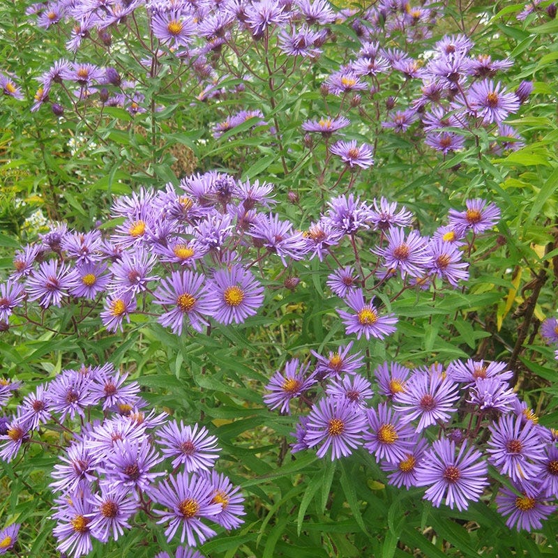 New England Aster Seeds