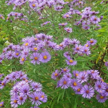 New England Aster Seeds