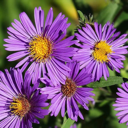 Butterfly Buffet Plant Collection