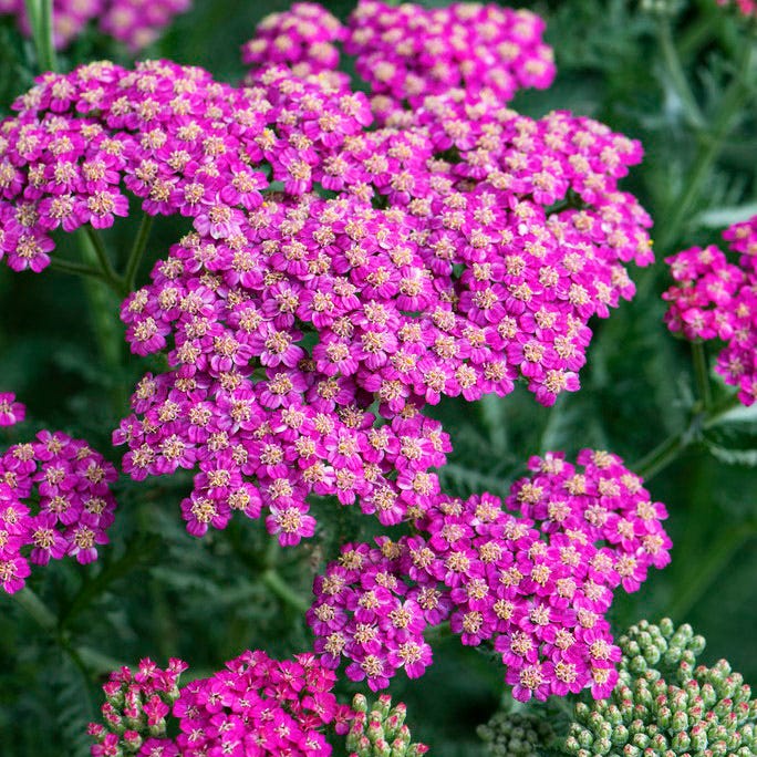 Pink Lemonade Low Grow Plant Collection