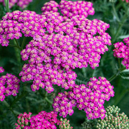 Pink Lemonade Low Grow Plant Collection