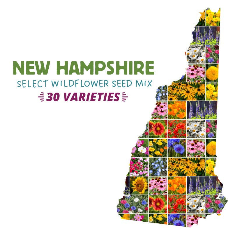 New Hampshire Wildflower Seed Mix | 30 Pollinator-Friendly Wildflowers